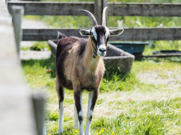 friendly farm animals hokitika 768x576