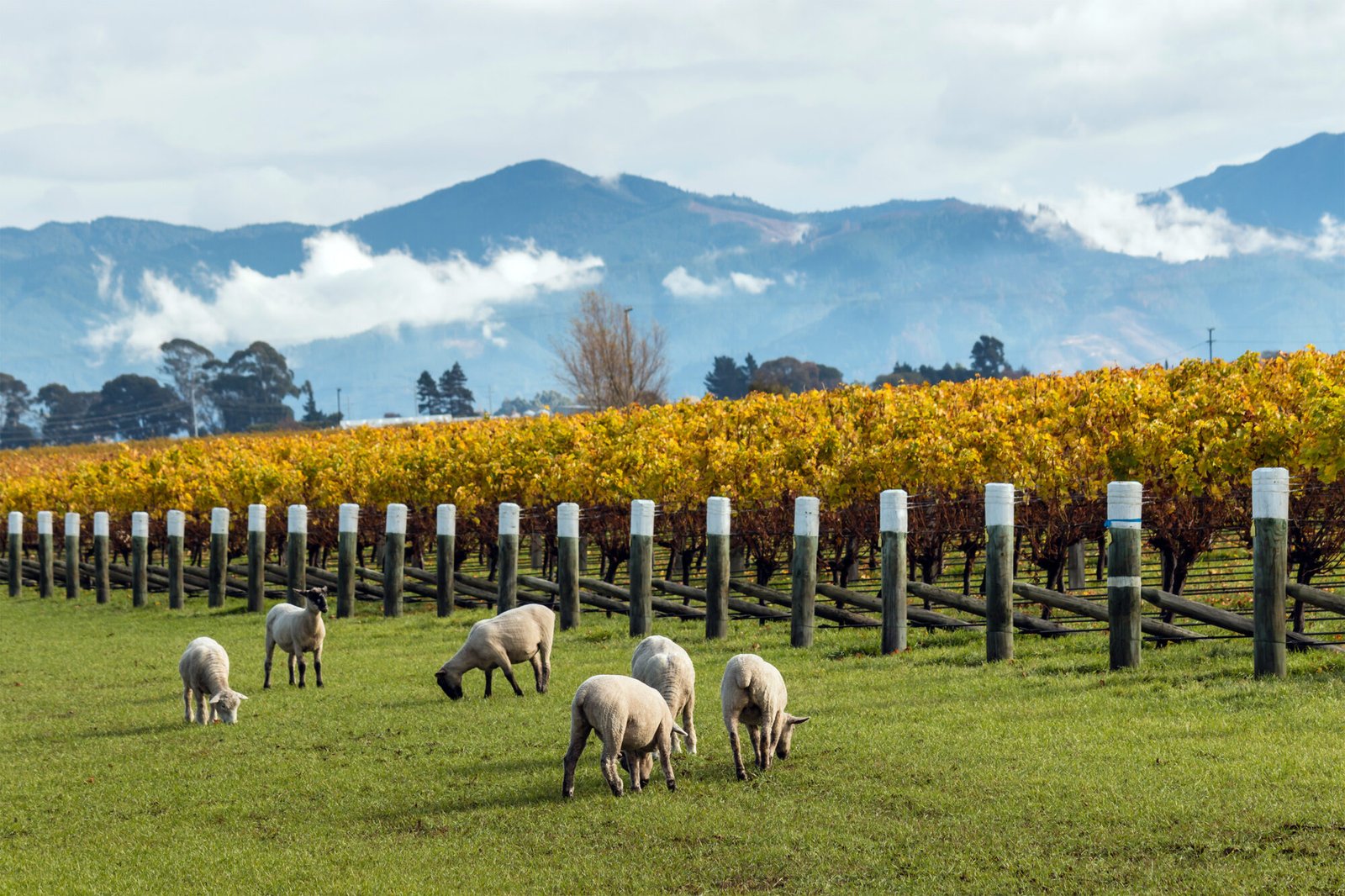 Sheep grazing beside Marlborough vineyards with mountain ranges in the background