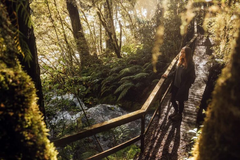 maruia river retreat forest bathing nature walk 768x512
