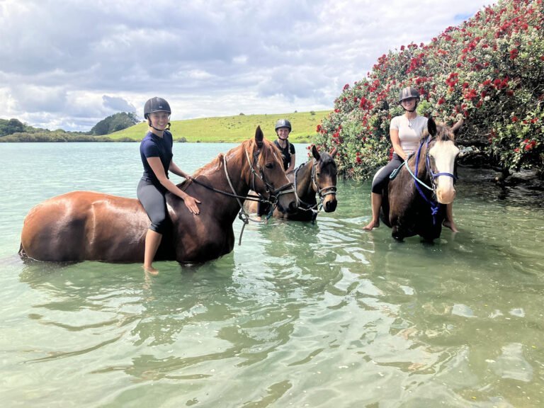 ride the waves horse swimming bay of islands 768x576