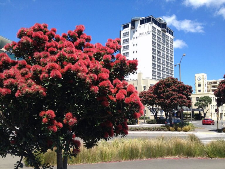 bay plaza hotel wellington waterfront 768x576