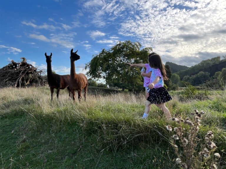 flats hills tourist park llamas family 768x576