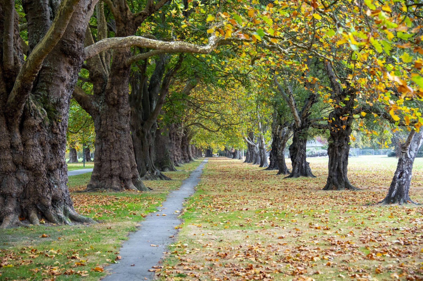 Tree-lined pathway through Hagley Park in Christchurch