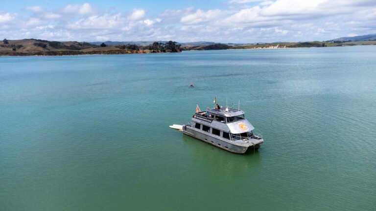 raglan boat cruises whaingaroa harbour 768x432