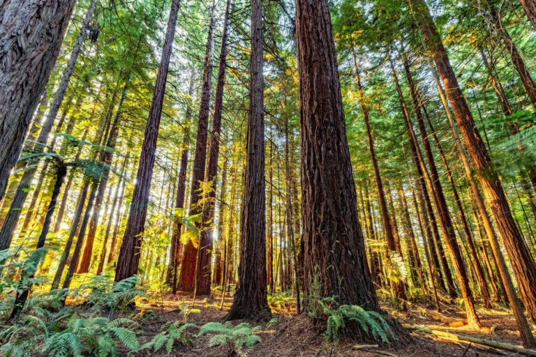 redwoods forest rotorua tour 768x512