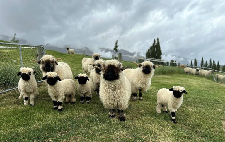 rose creek farm valais blacknose sheep 768x484
