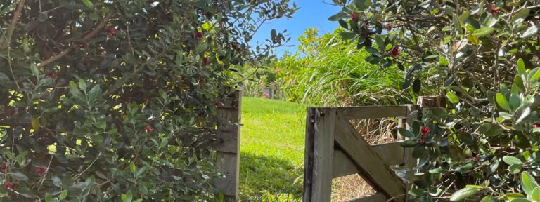 tauhou matakana native gardens 768x288