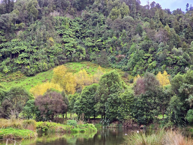 native bush flat hills rangitikei 768x576