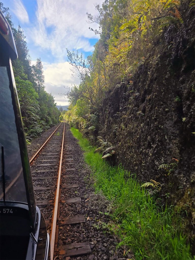 rotorua native forest railway 768x1024