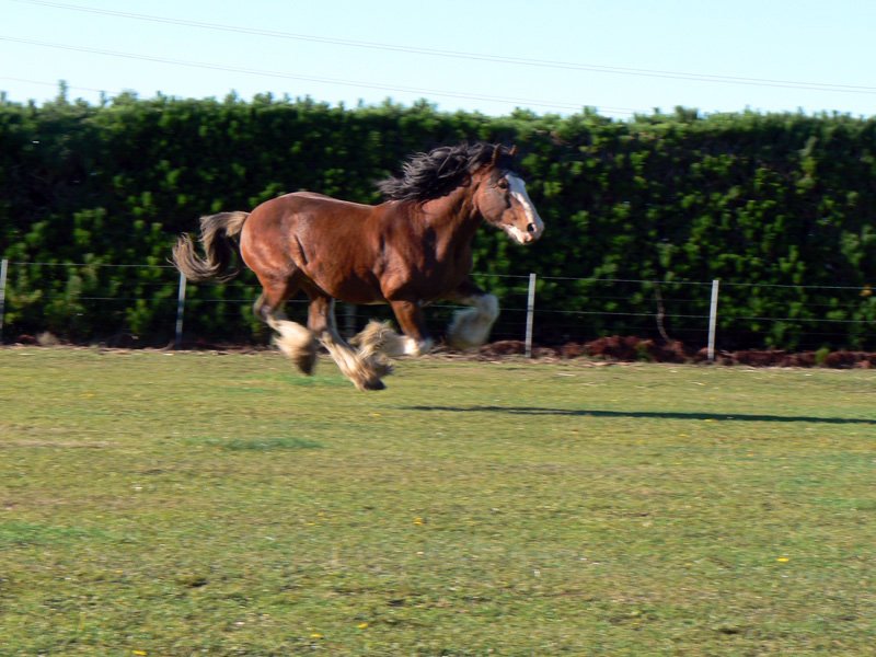 Dayboo Clydesdale Stud – Ashburton photo 3