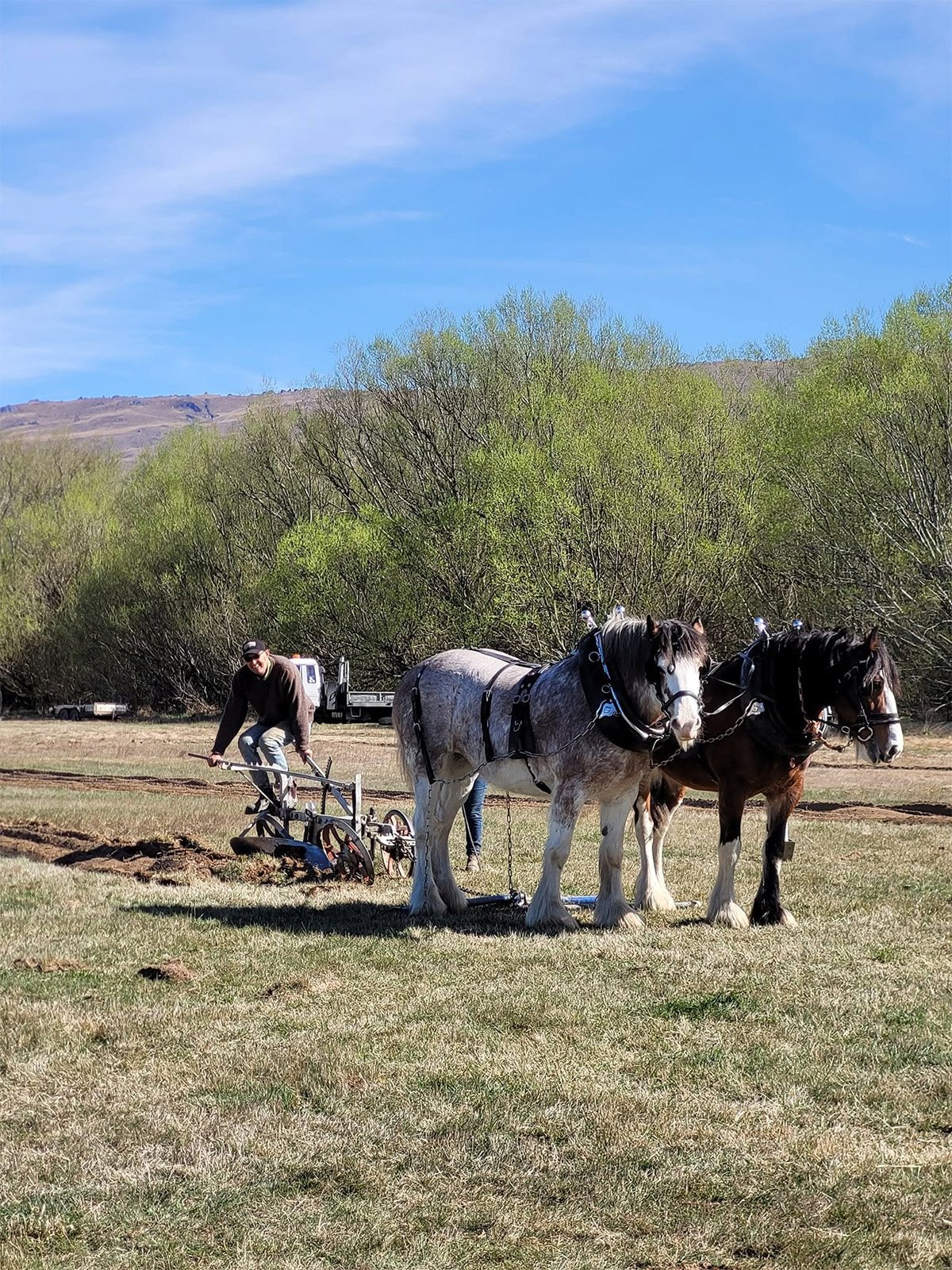 Dayboo Clydesdale Stud – Ashburton photo 4
