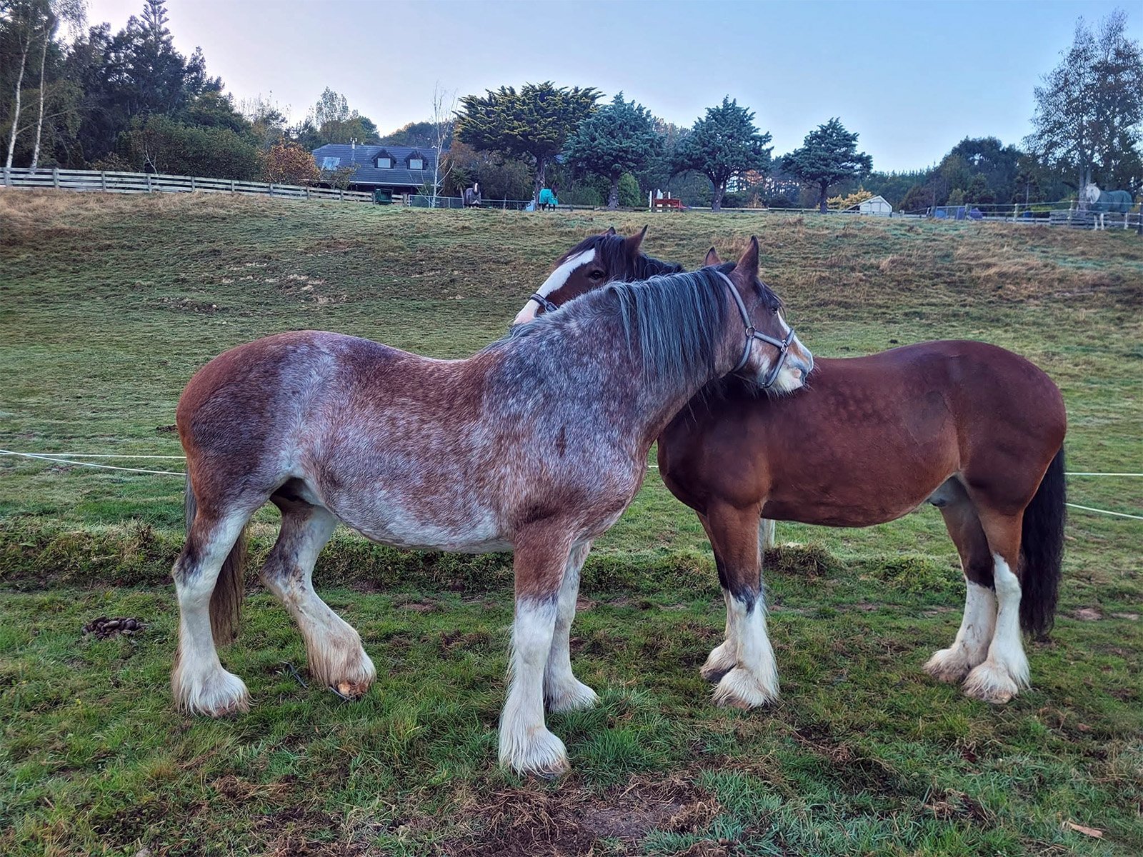 Dayboo Clydesdale Stud – Ashburton photo 2
