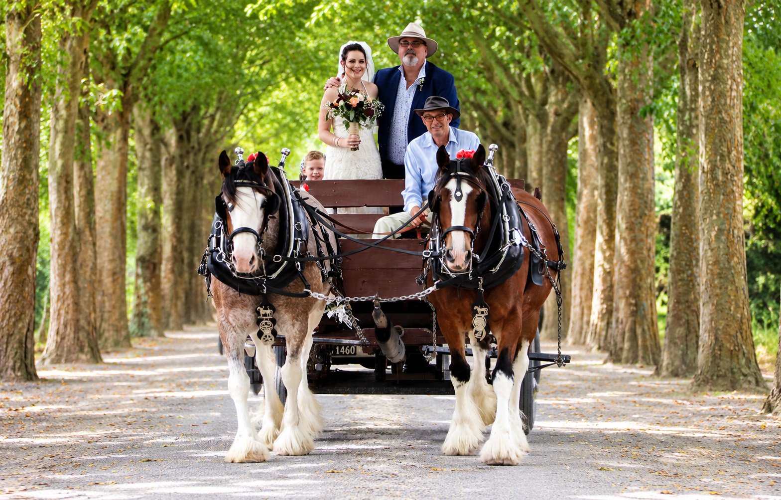 Dayboo Clydesdale Stud – Ashburton