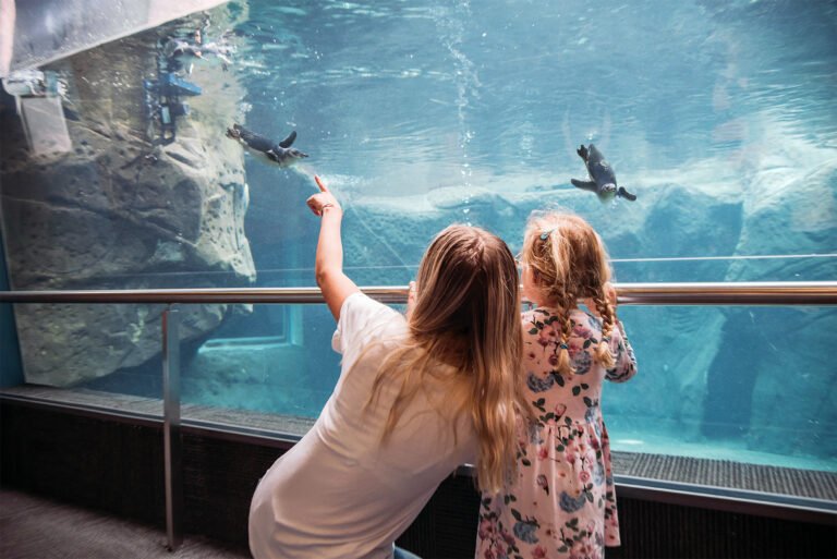 international antarctic centre christchurch live penguins 768x513
