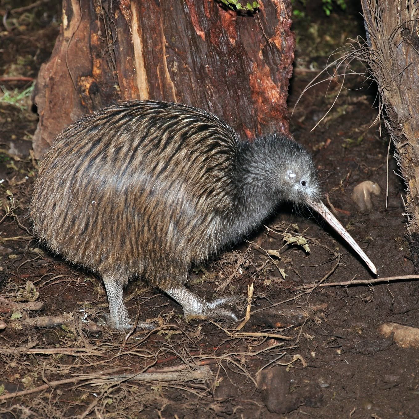 The National Kiwi Centre & Aquarium Hokitika