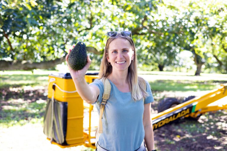avocado tours guided group experience katikati 1 768x512