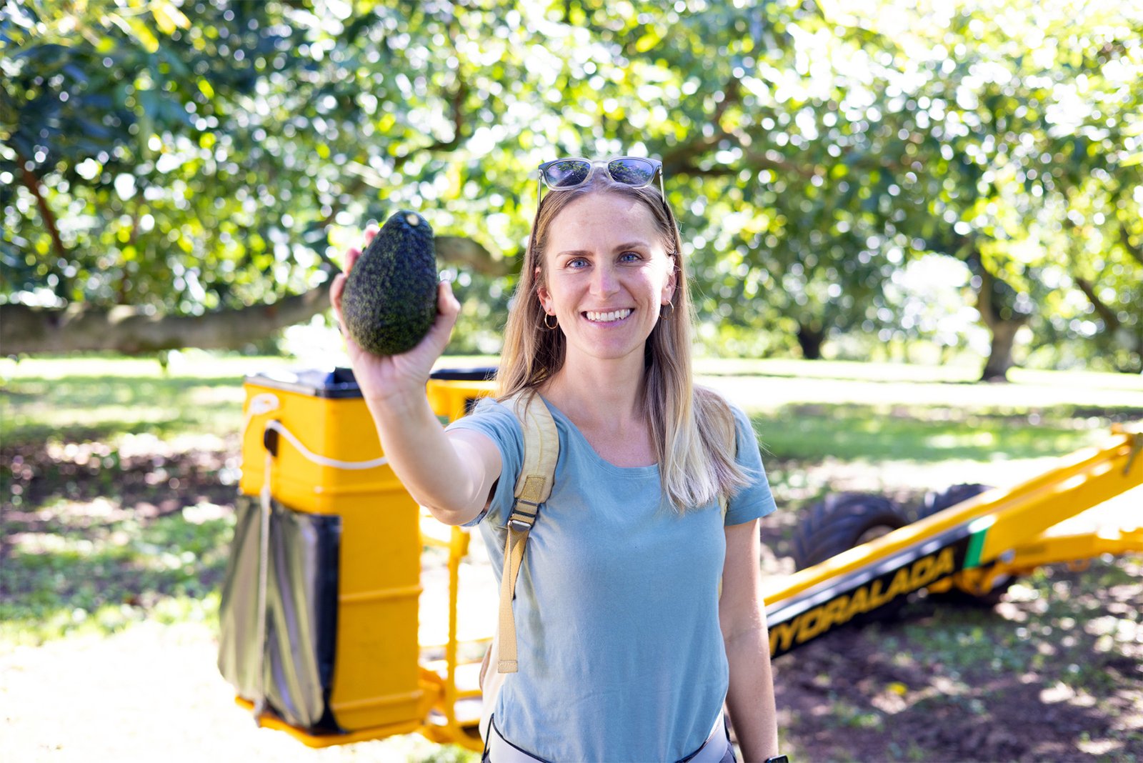 Avocado Tours – Guided Orchard Tours, Katikati