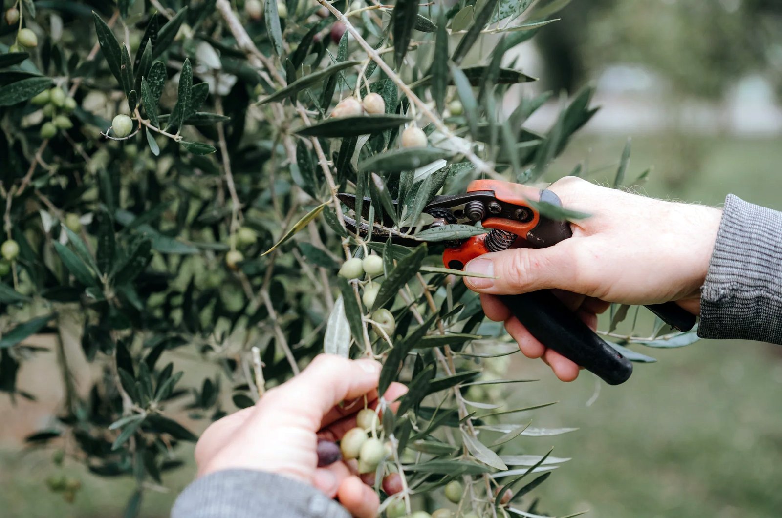 Juno Olives – Award-Winning NZ Olive Oil, Greytown