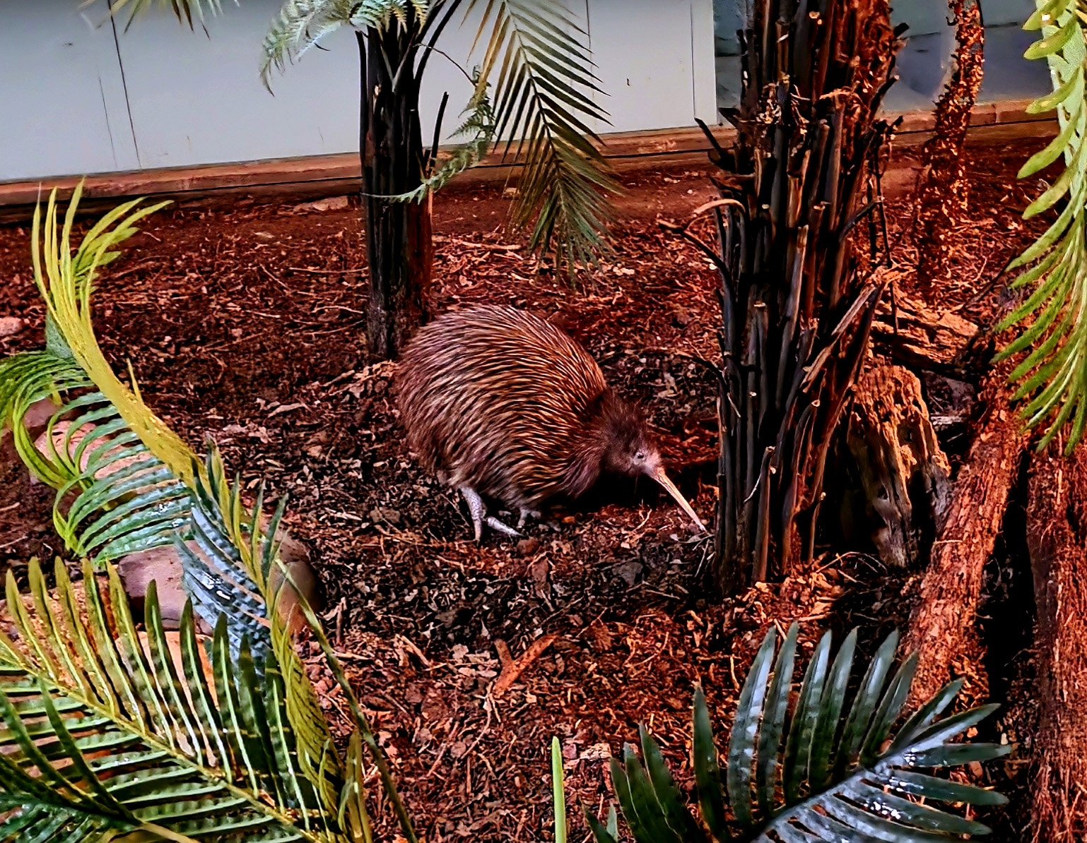 The National Kiwi Centre & Aquarium Hokitika