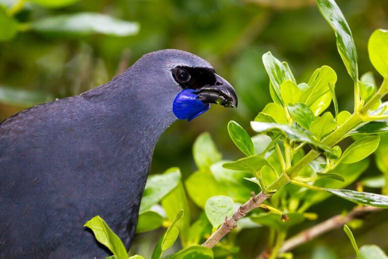 wrybill birdwatching nz kokako 768x513