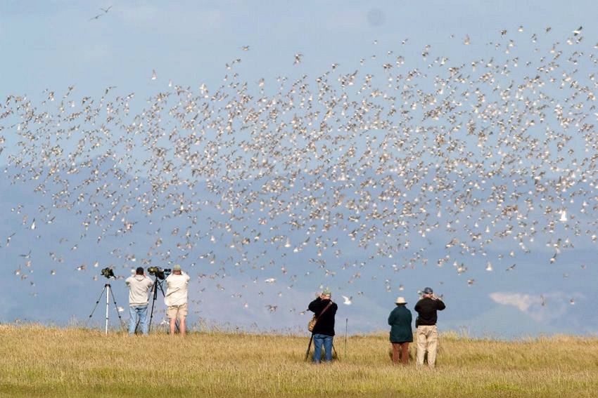 Wrybill Birding Tours – Guided Birdwatching Tours New Zealand photo 2