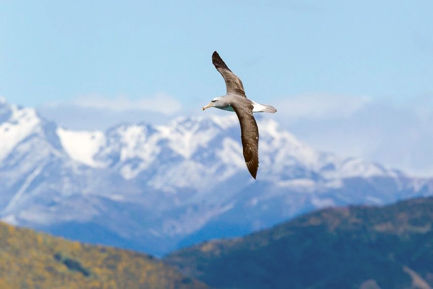 Wrybill Birding Tours – Guided Birdwatching Tours New Zealand photo 4