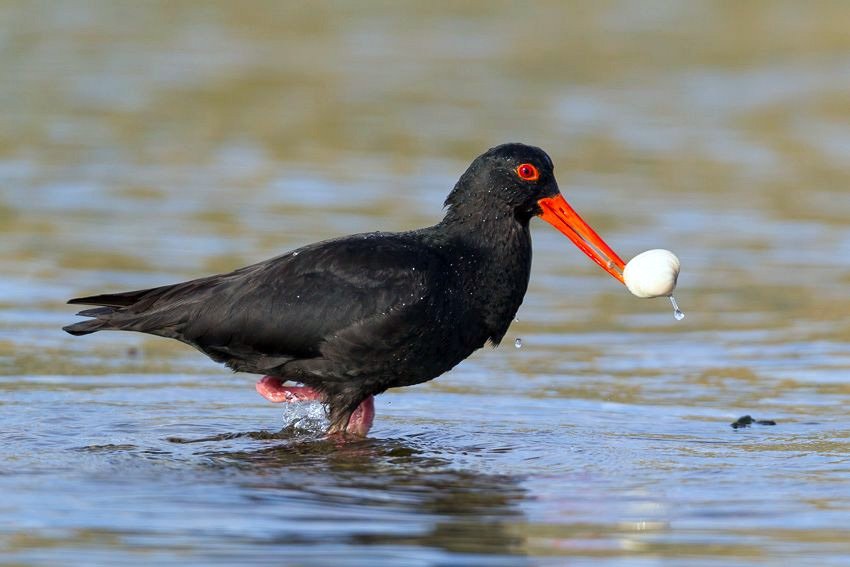 Wrybill Birding Tours – Guided Birdwatching Tours New Zealand photo 3